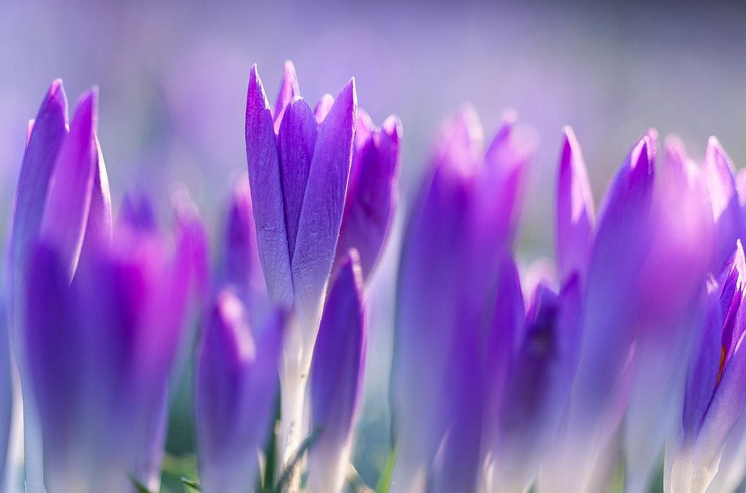 crocus