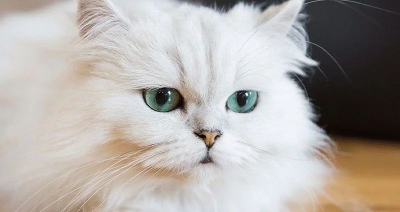 persian-cat03.jpg