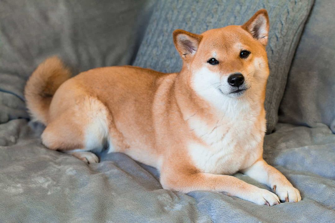 Shiba