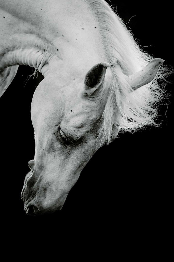 White-Horses