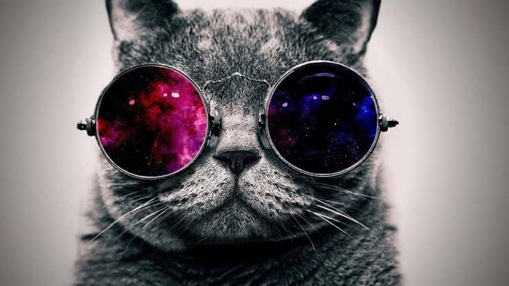 Cool cat