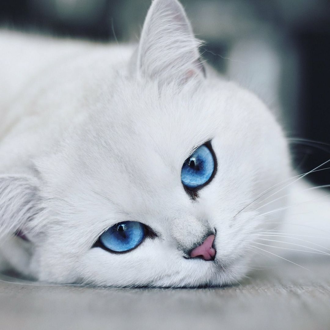 Blue eyes