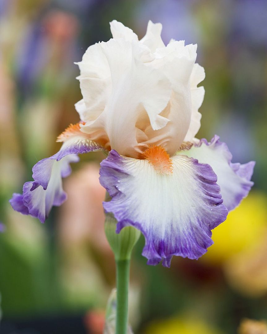 Bearded Iris (Iris × germanica)