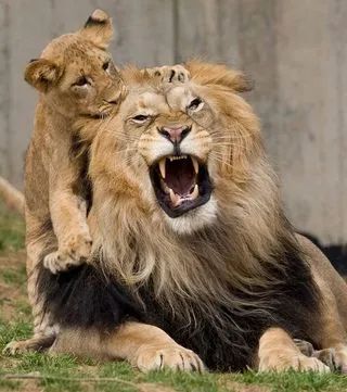 Cuddly father and son lions