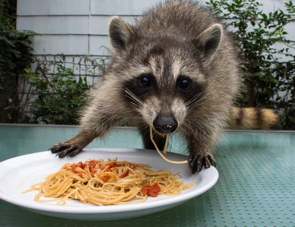 Tasty Racoon