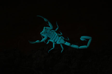 scorpion enjoy