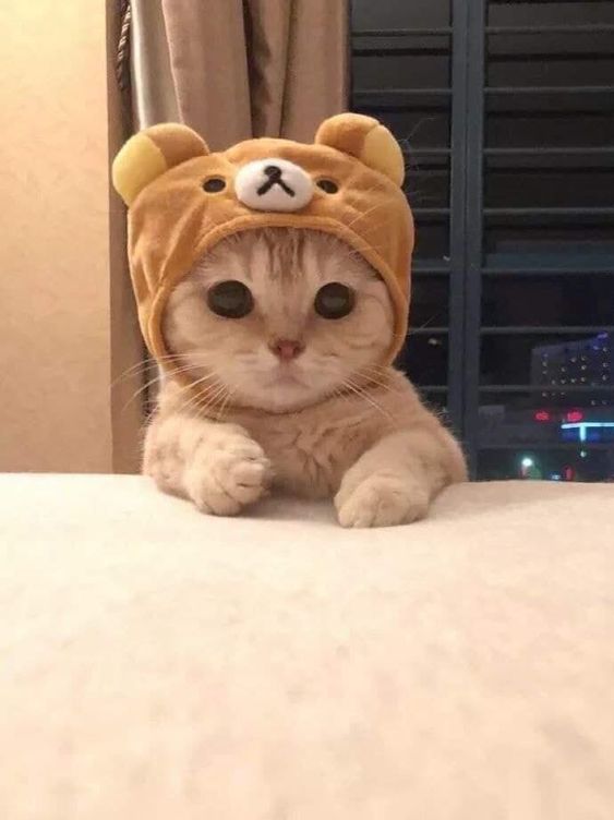 Cat wif teddyhat