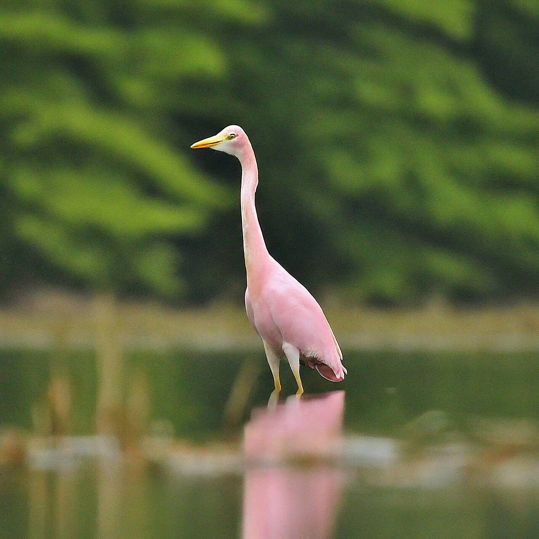 Pink tuli