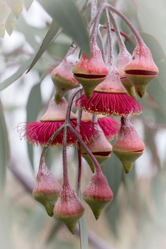 Eucalyptus caesia