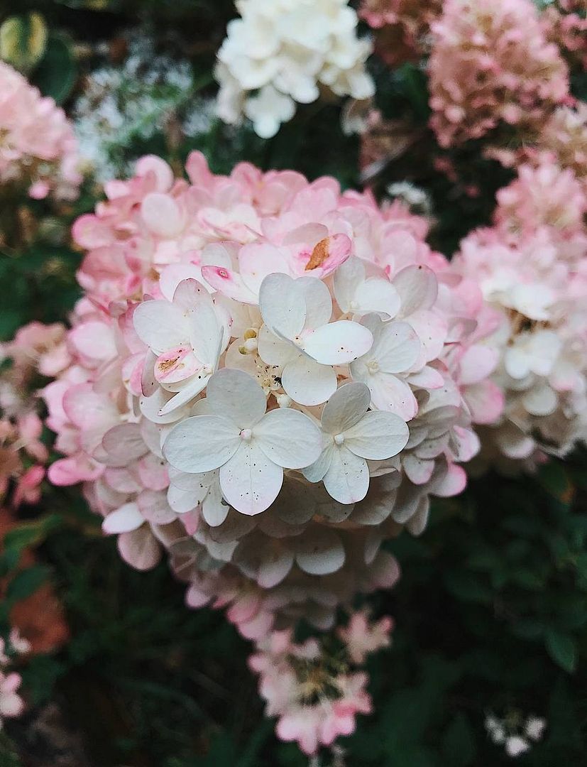 Hydrangea flower