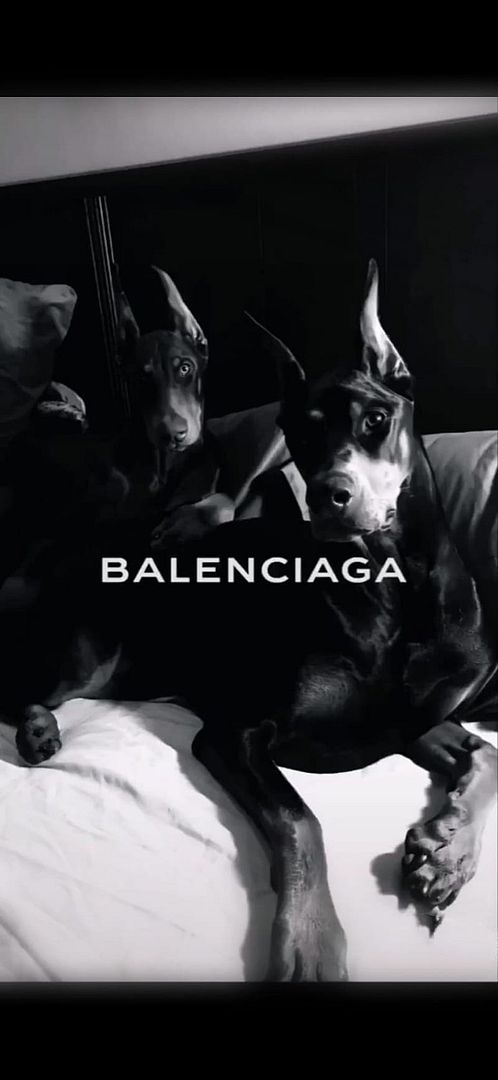 Balenciaga dogs