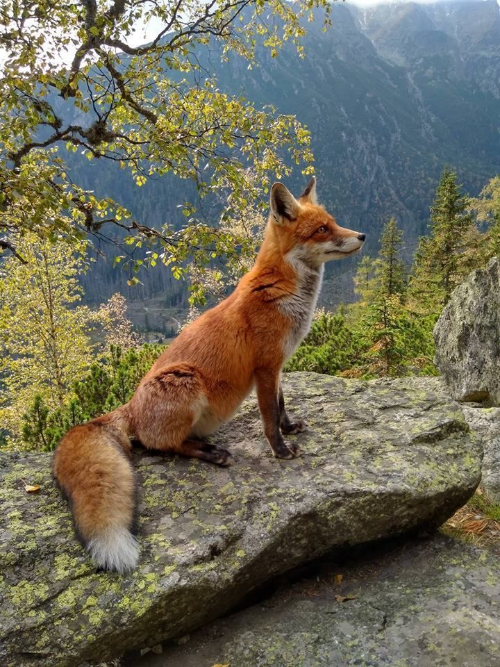 Fox in mountains