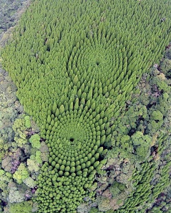 Crop circles