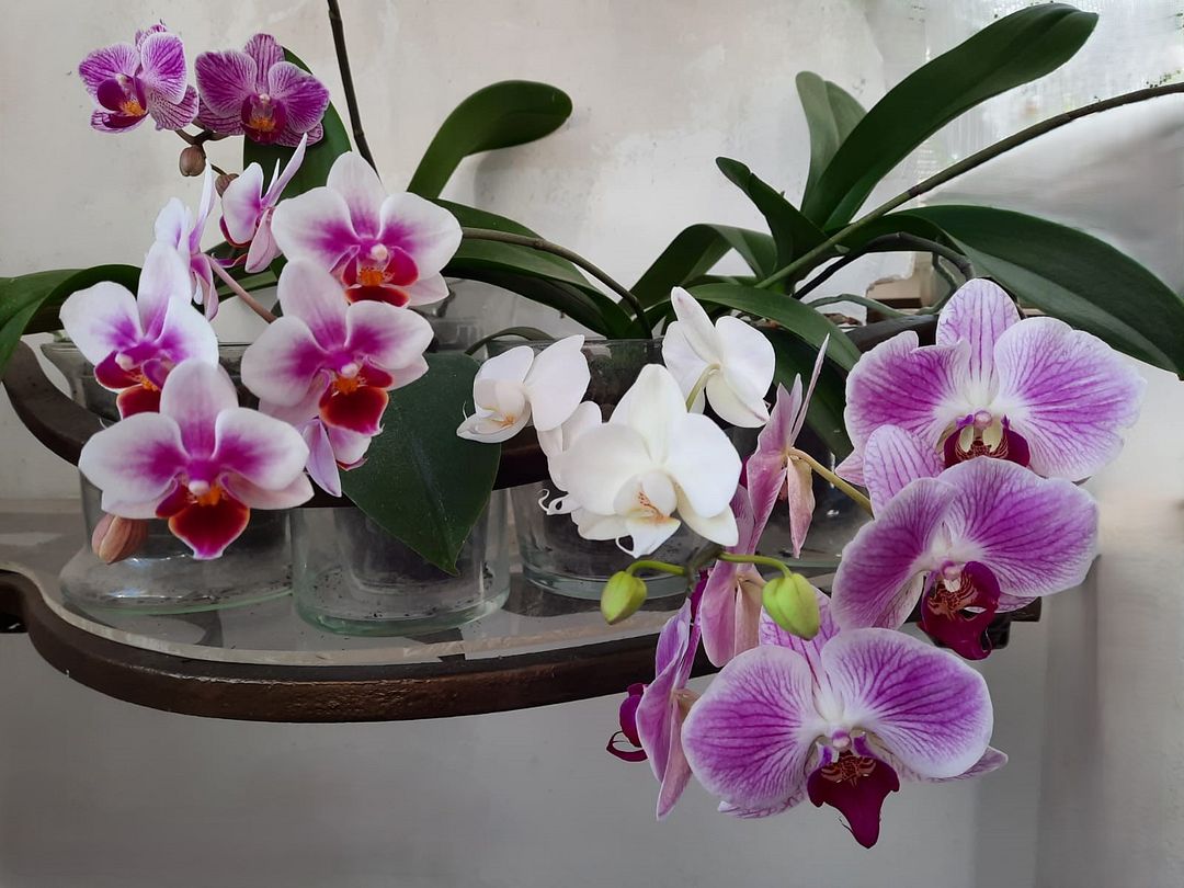 PHALAENOPSIS ORCHIDS