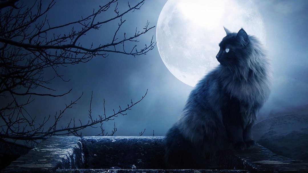 mooncat