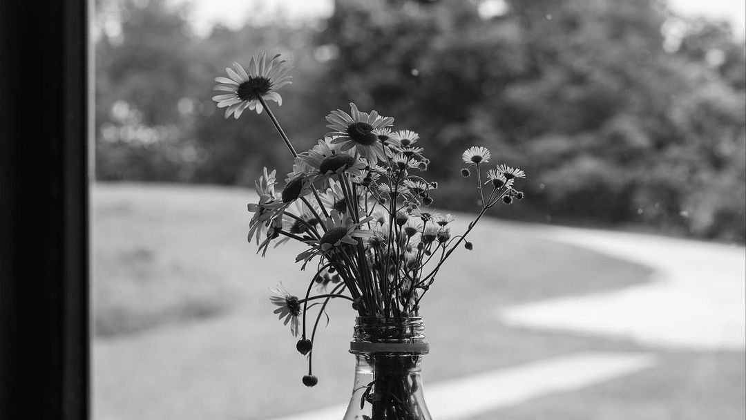 daisies