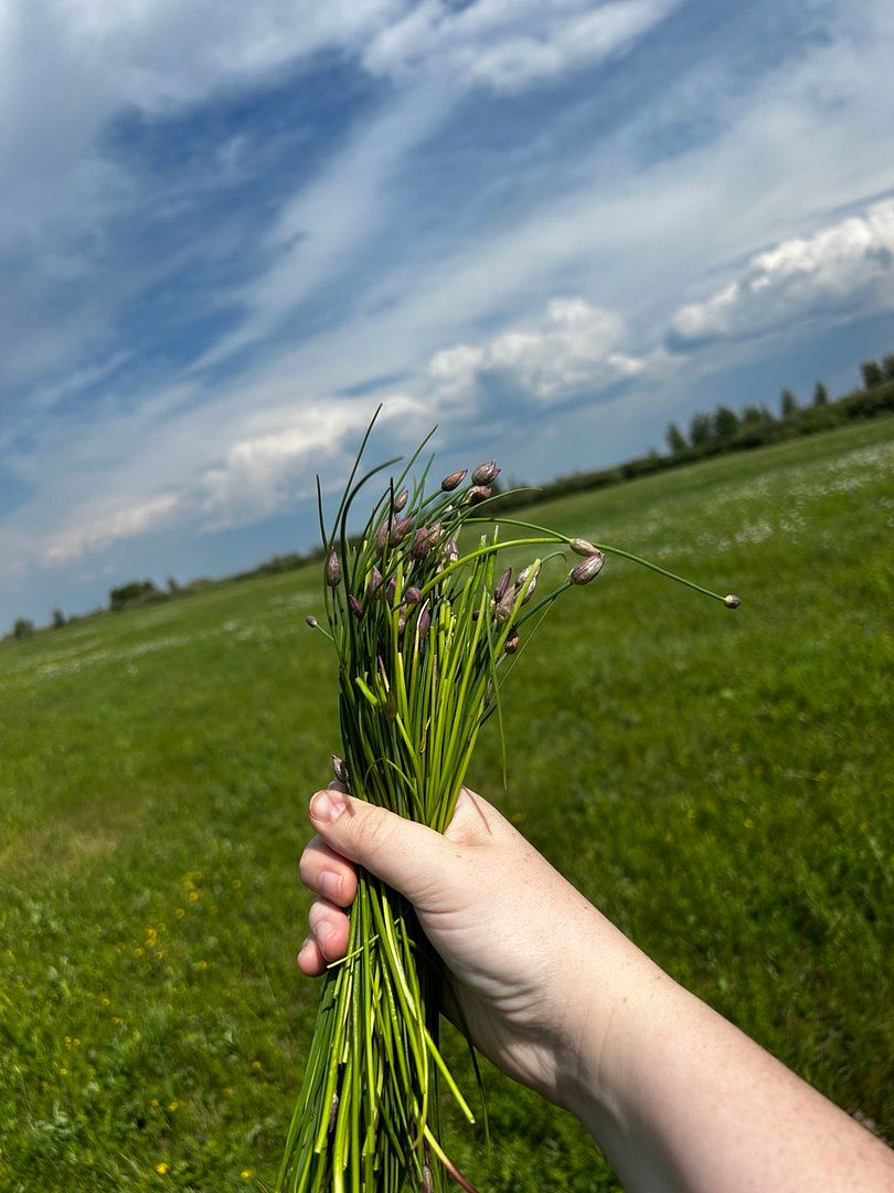 Harvesting wild onions