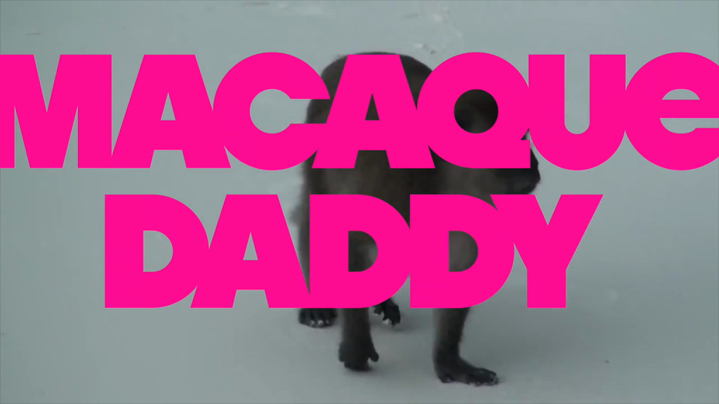 Macaque Daddy