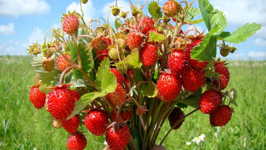 strawberry bush