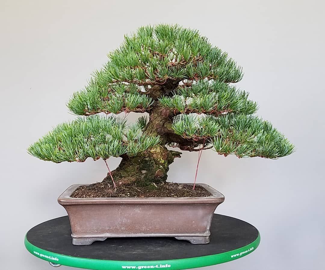 white pine