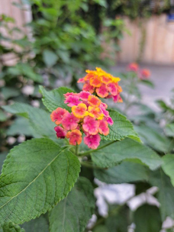 Flower with tiny beautiful details...