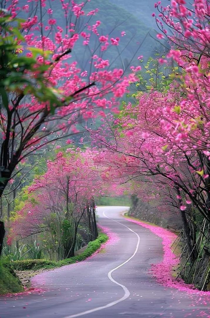 Pink road