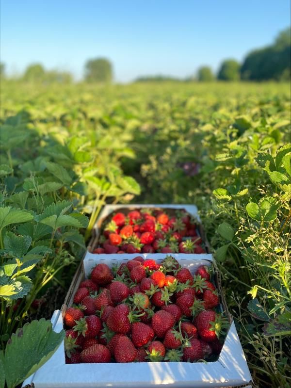 Strawberry farm