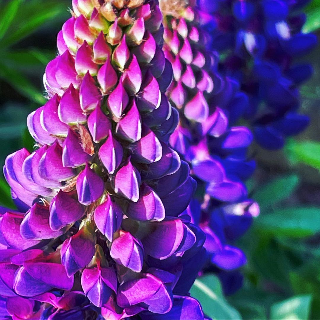 Lupine