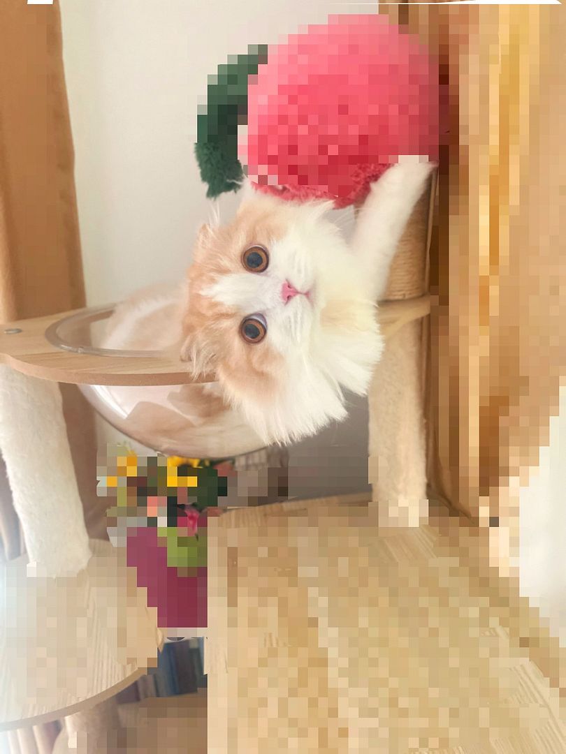 Pixel Cat