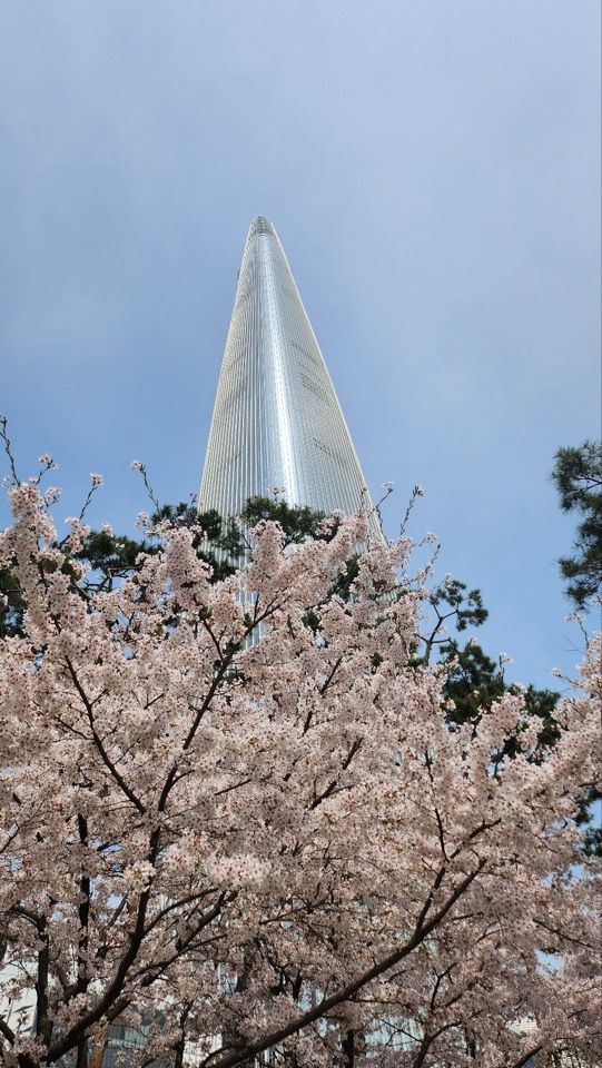 cherry blossom with lotte tower