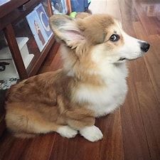 corg