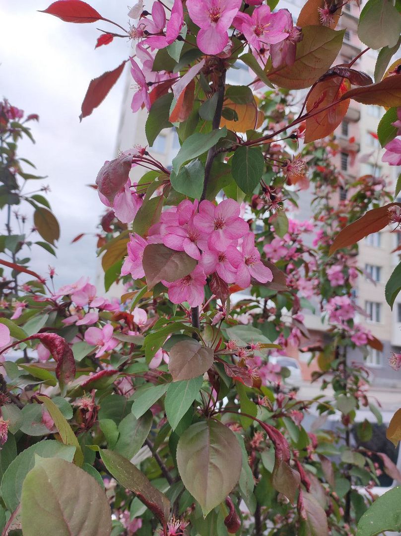 apple flower