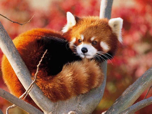 Red Panda