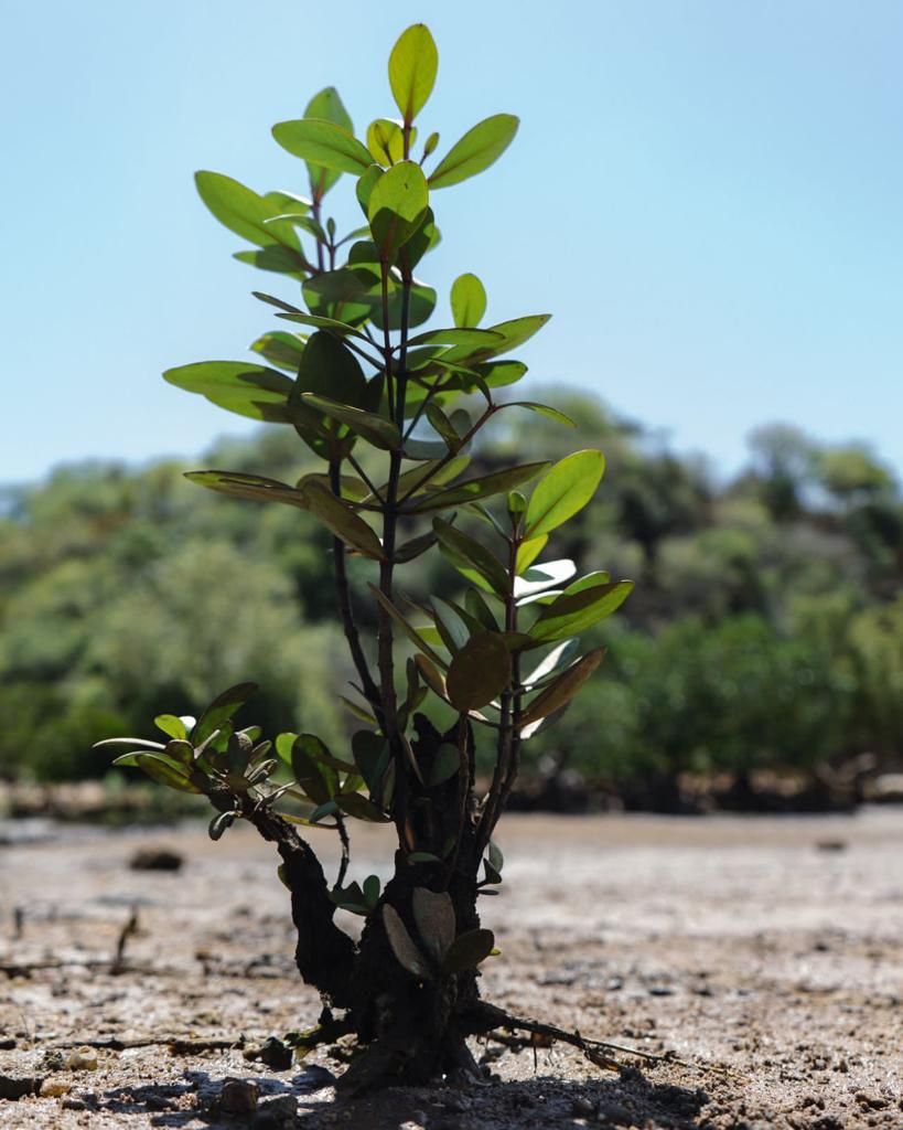 Based Mangroves in Kenya