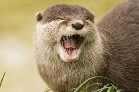 otters