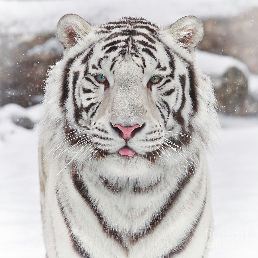 a-white-tiger-in-the-snow-sergei-gladyshev