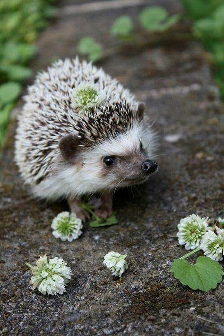 hedgehog