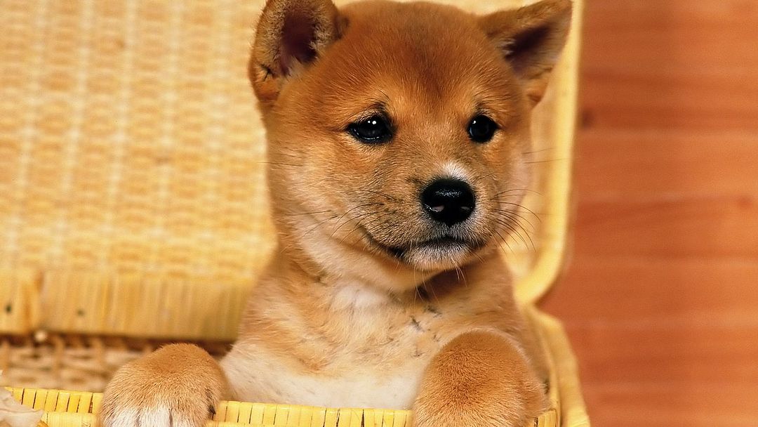 I`m a little shiba