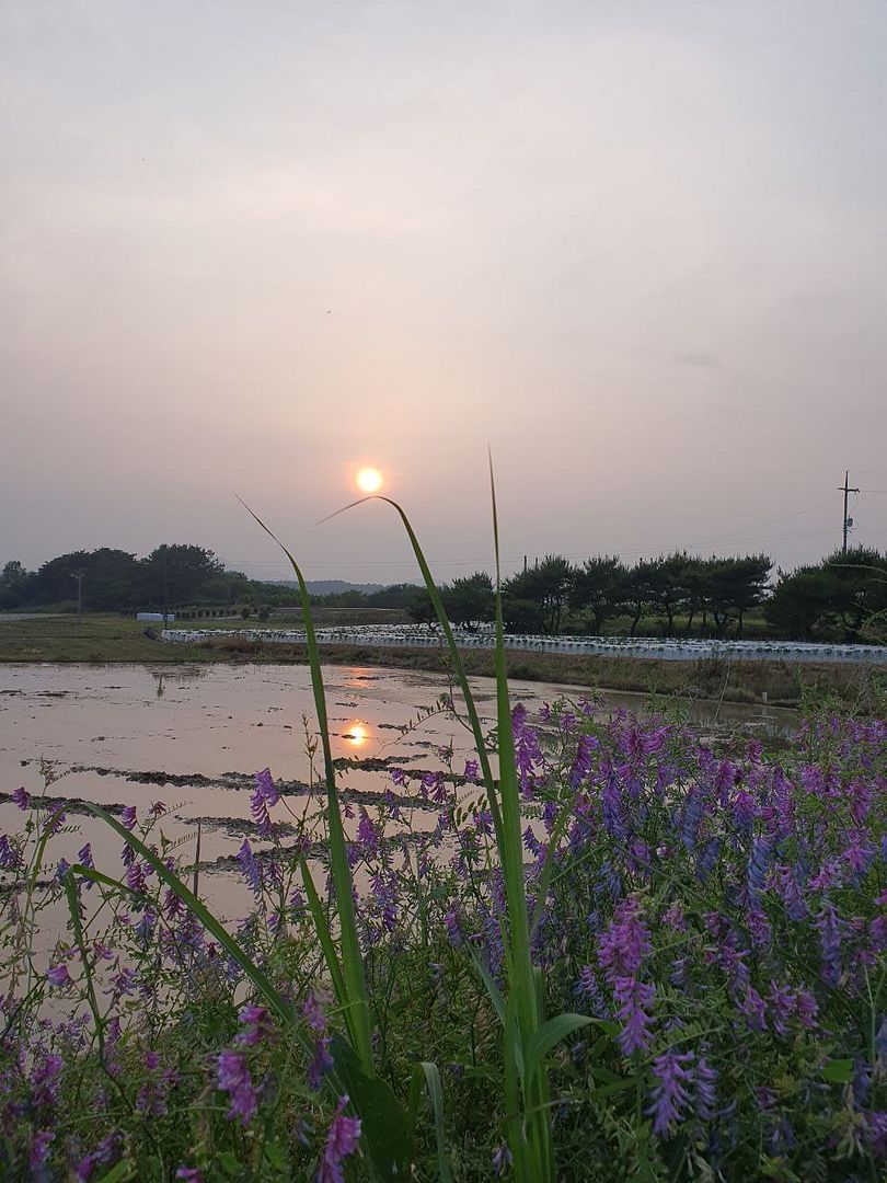 The sun setting on the edge of the grass.