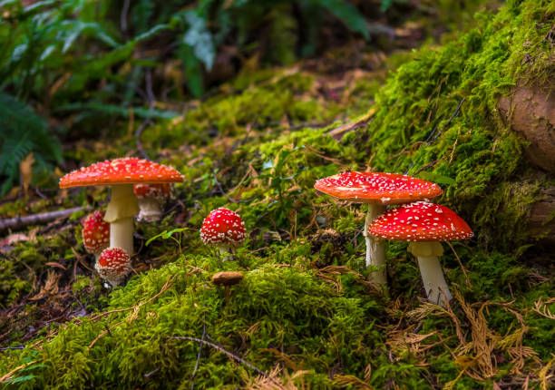 fly agarics