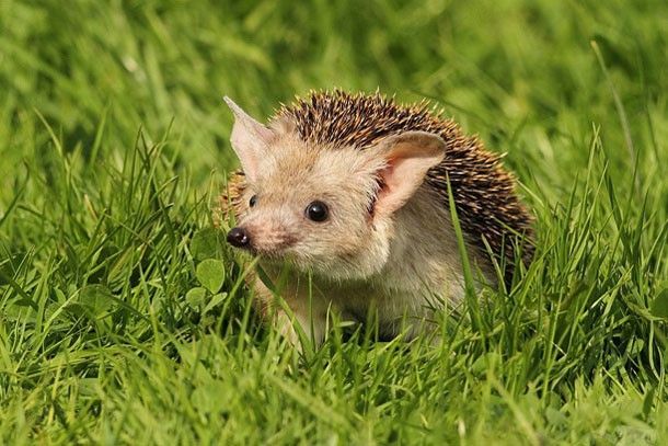 hedgehog cute