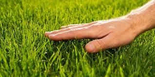 Touching the grass