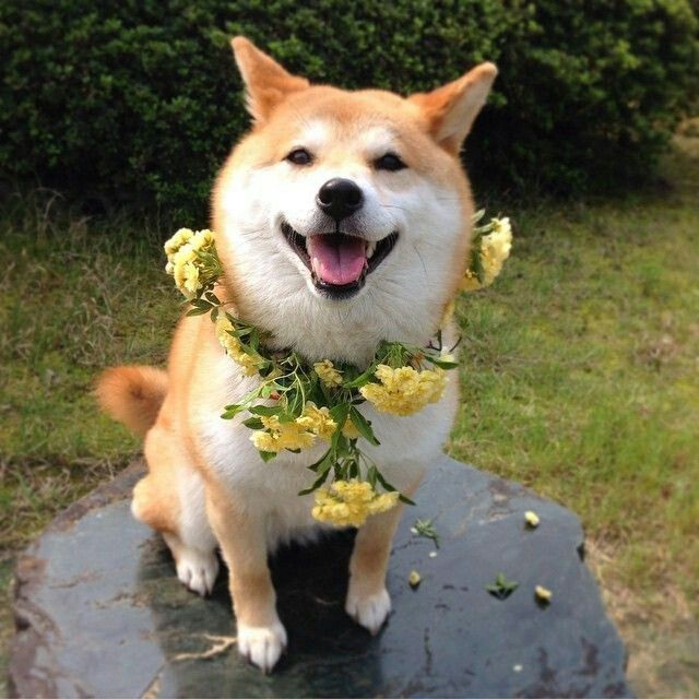 Doge with flowers