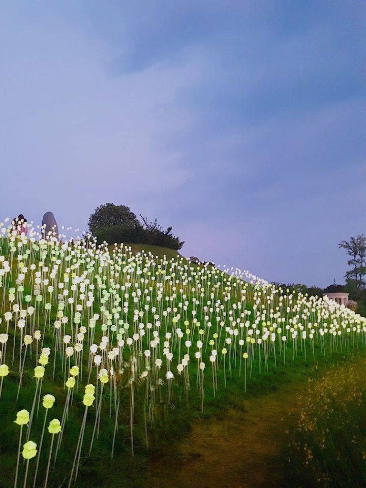 Beautiful light flower