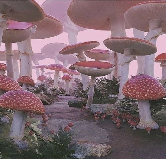 Mushrooms