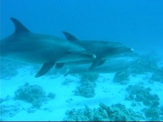 dolphins, lucky day