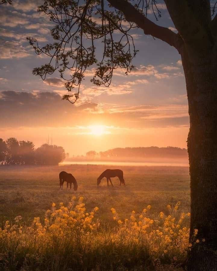 horses