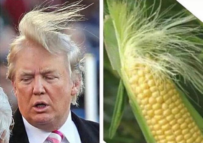 TRUMP Hair