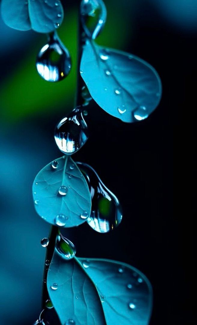 Dew drops2