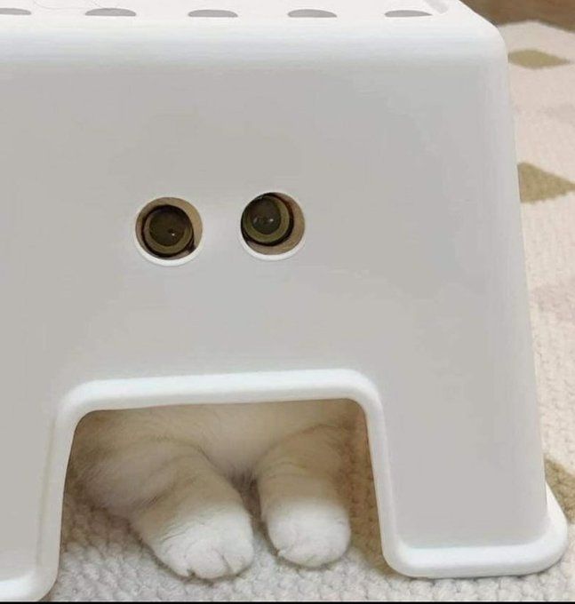 Can You See Meow